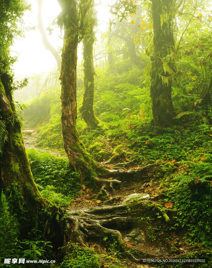 阳光洒落的静谧森林小径