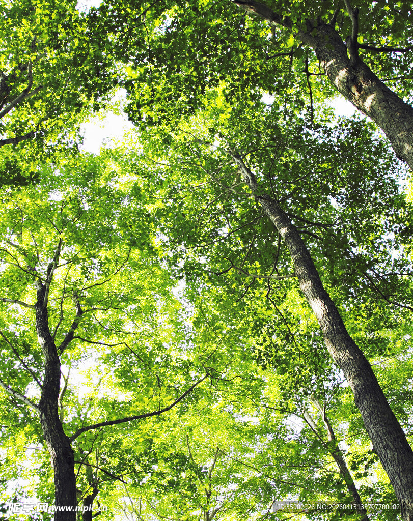 夏日林间绿意盎然