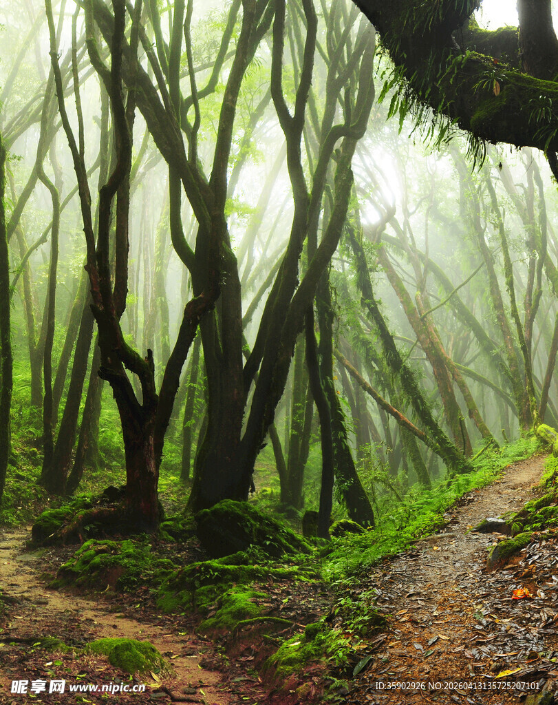 迷雾中的静谧森林小道