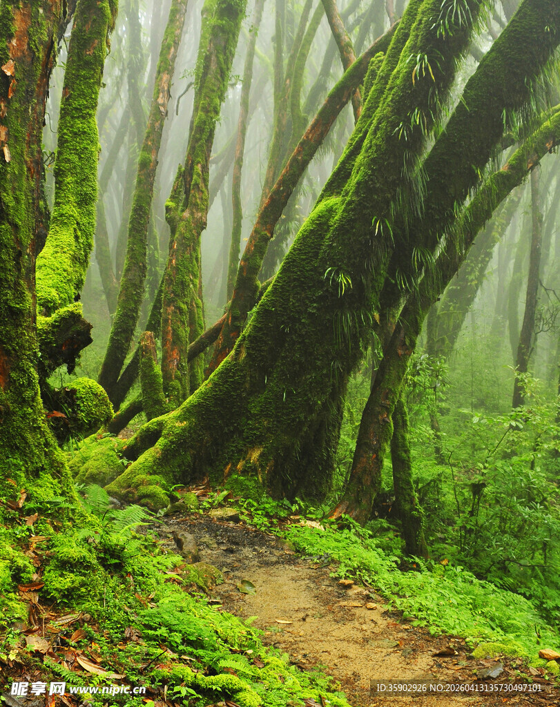 迷雾中的幽径与翠绿苔藓