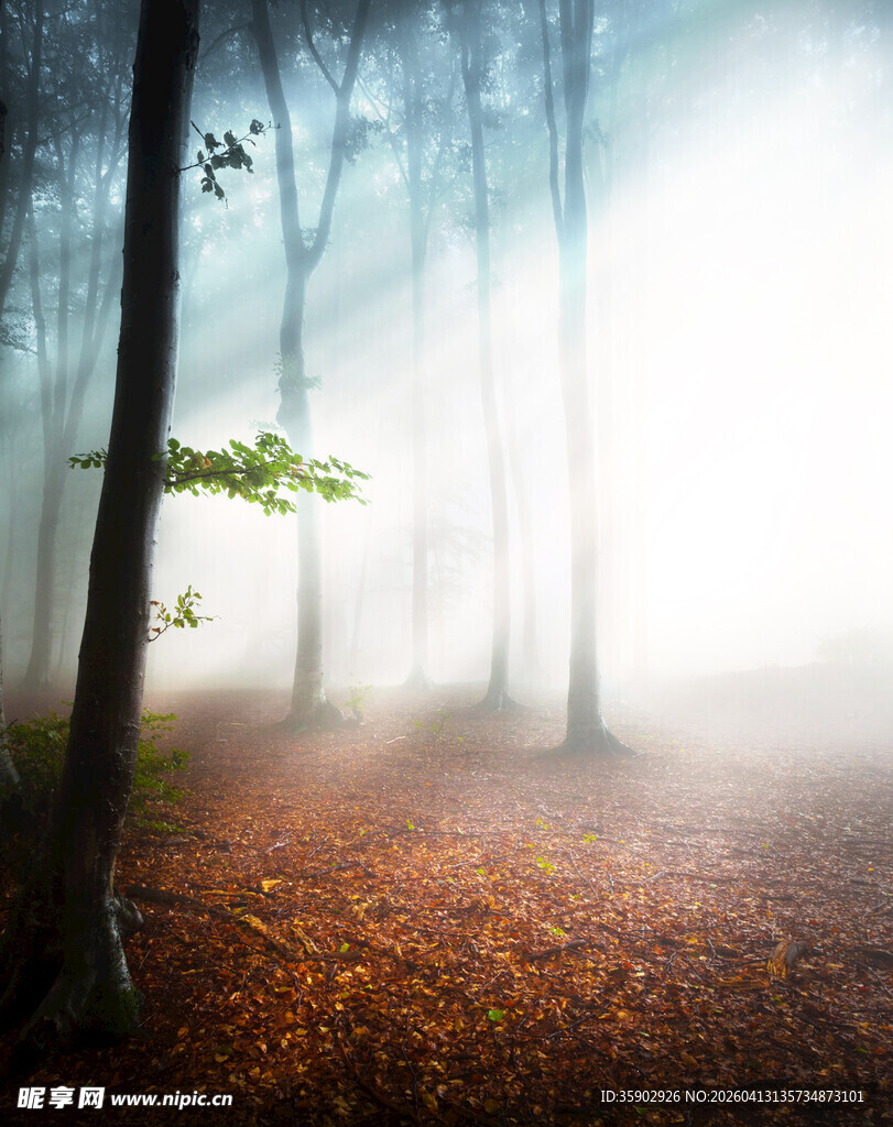 迷雾森林中的静谧秋景