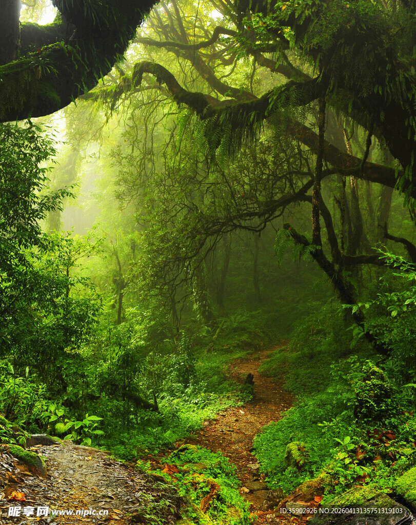 迷雾中的神秘森林小径