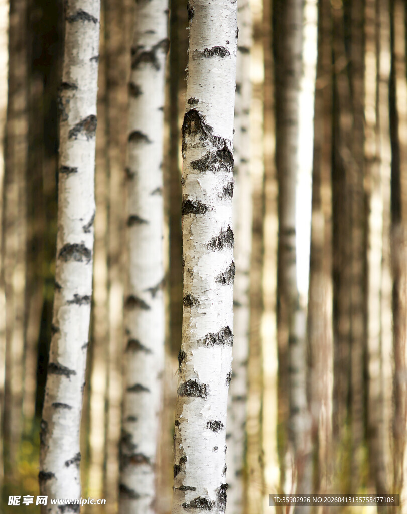白桦林树干特写