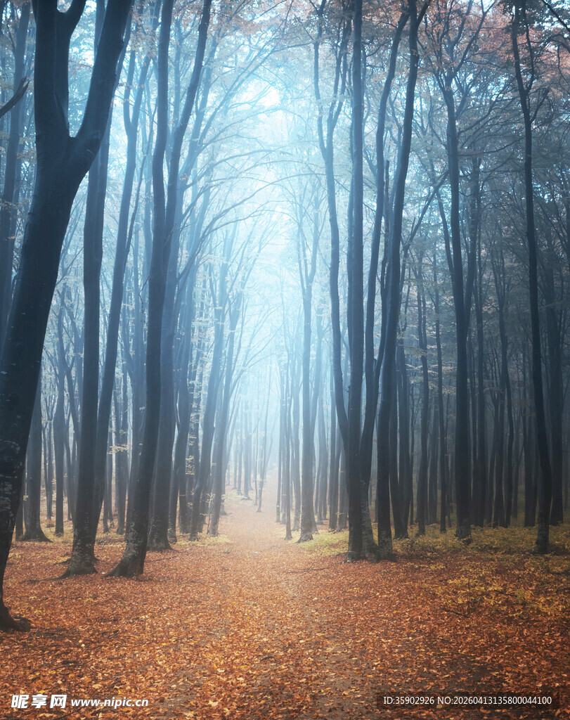 迷雾森林中的秋日小径