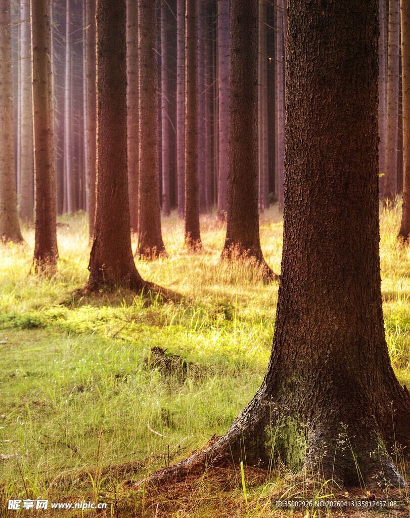 阳光洒落的静谧森林