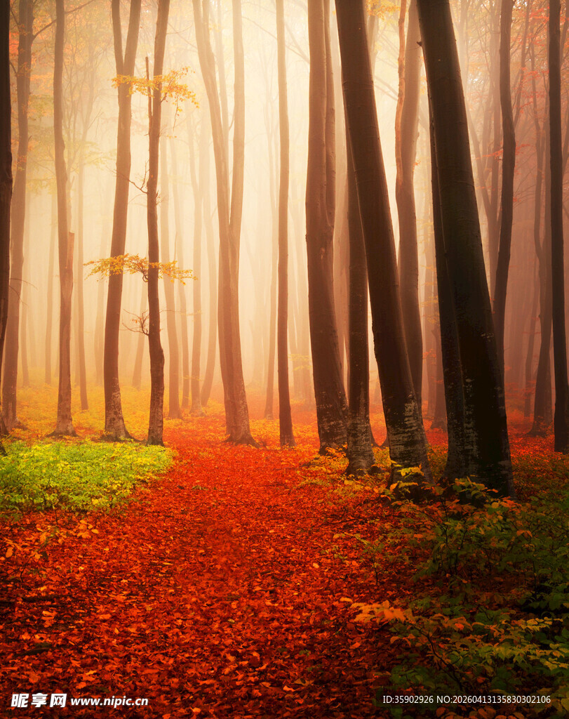 秋日迷雾森林中的红径