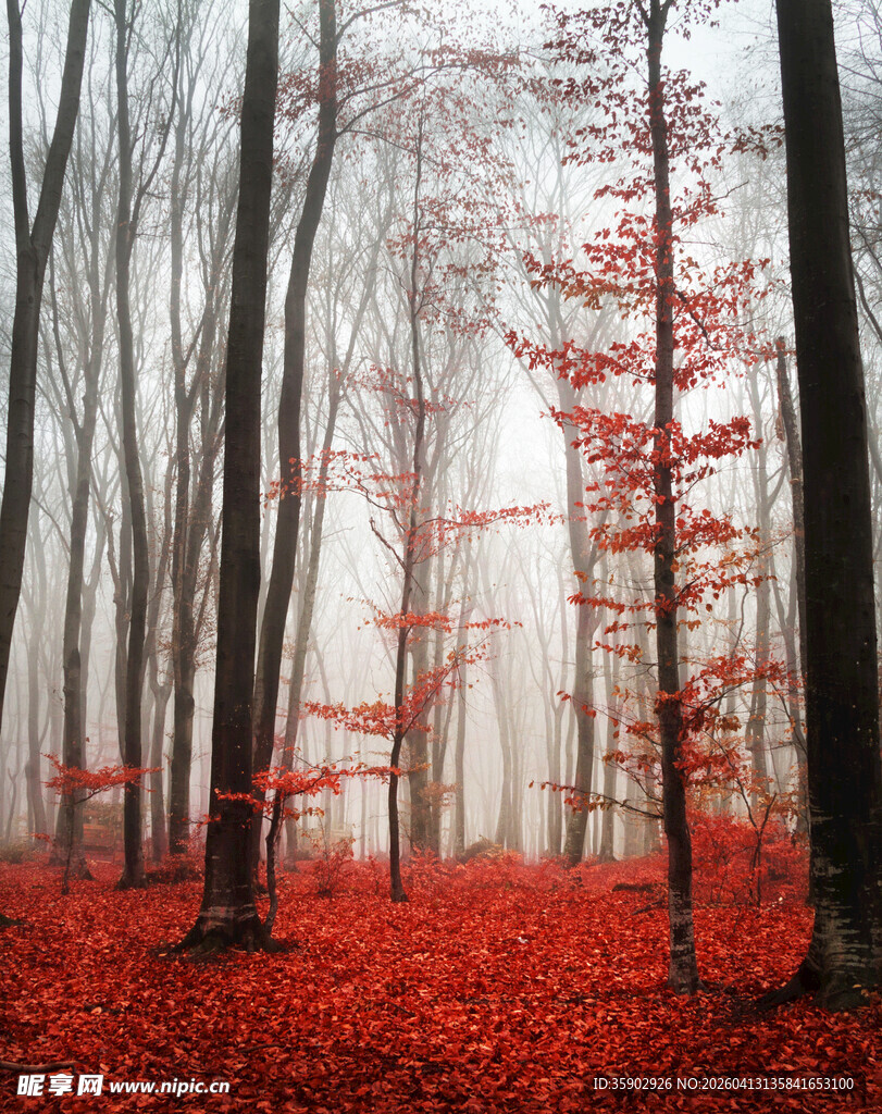 雾中红叶林奇幻美景