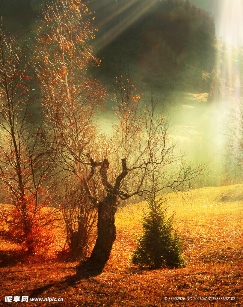 秋日雾中树林的静谧美景