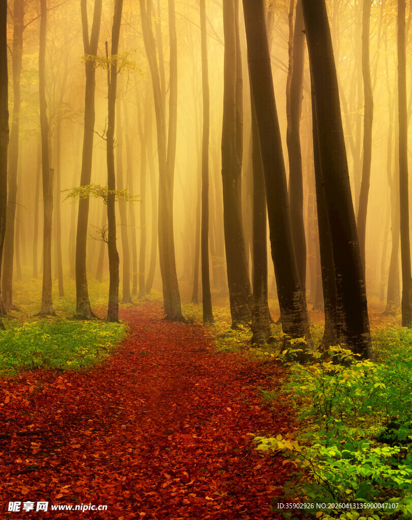 迷雾中红叶铺就的林间小径