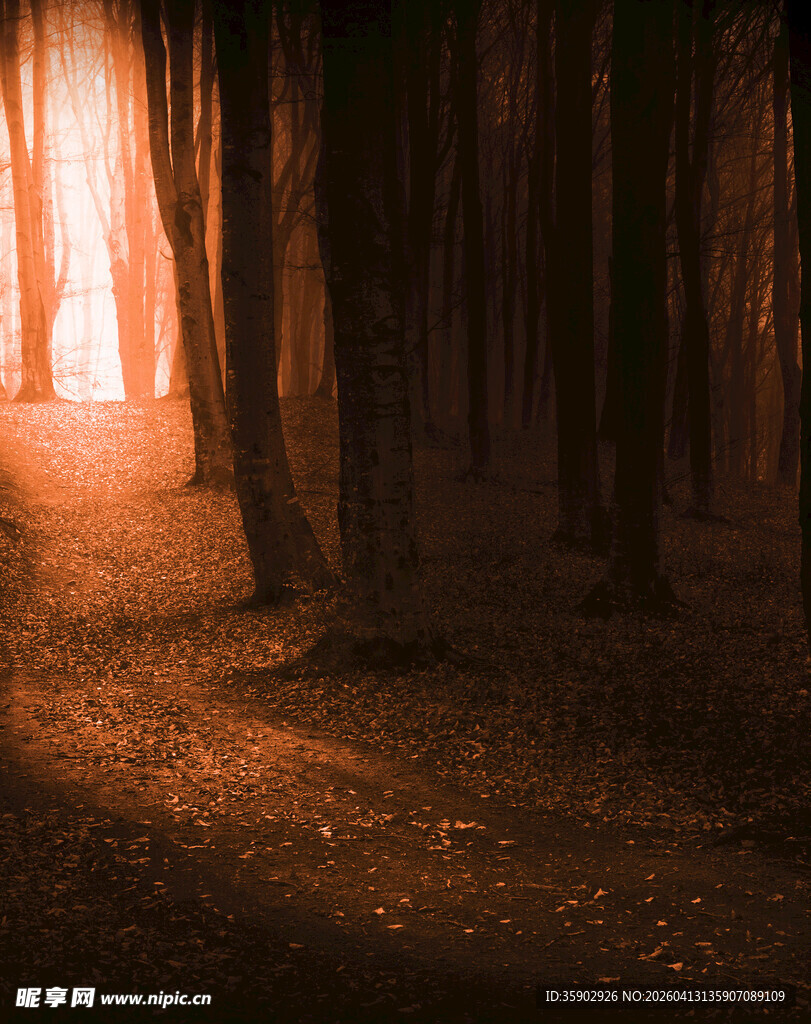 林间光影神秘幽径