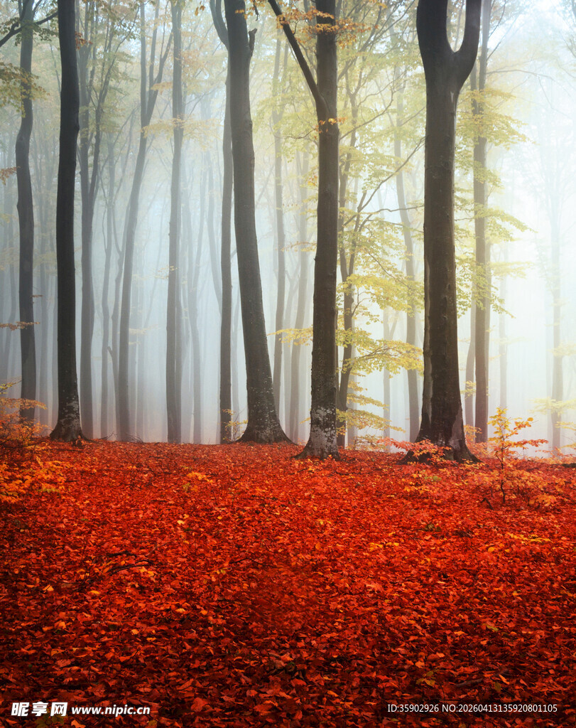 秋日迷雾森林红叶美景