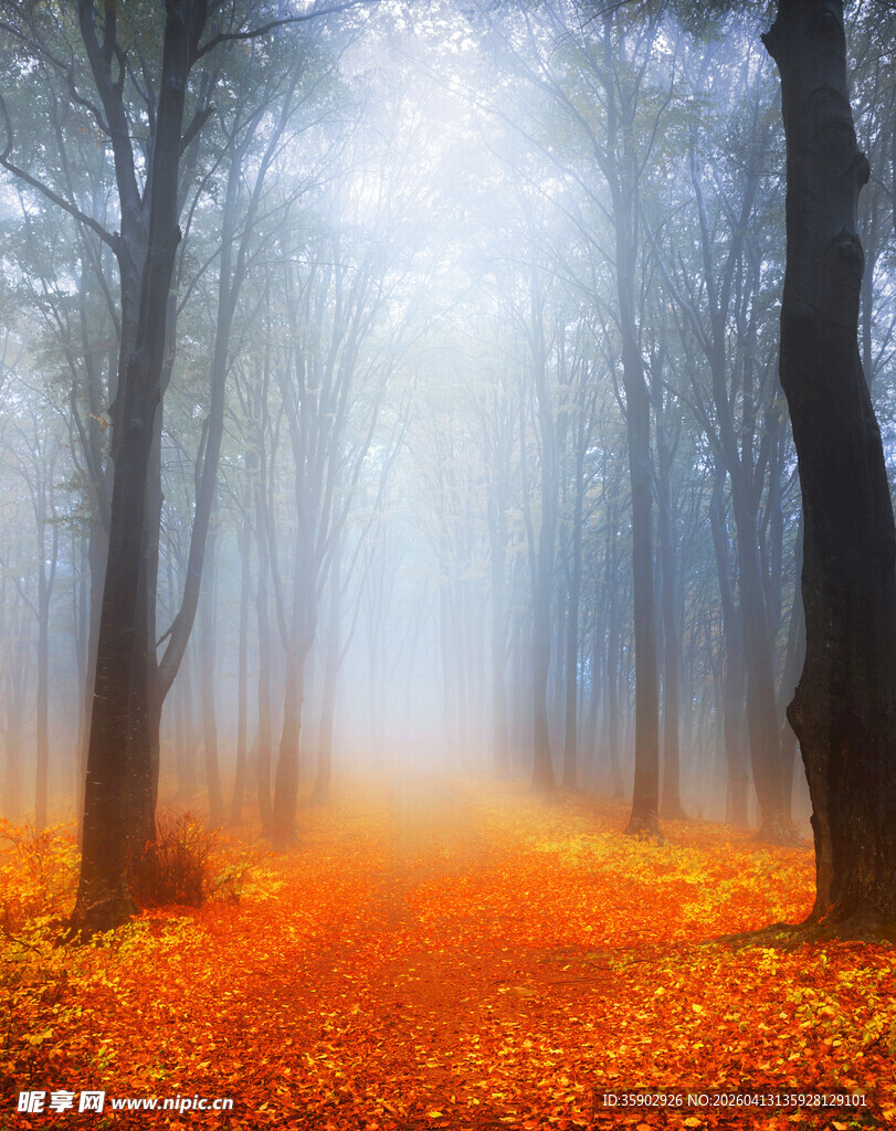 迷雾中的秋日森林小径