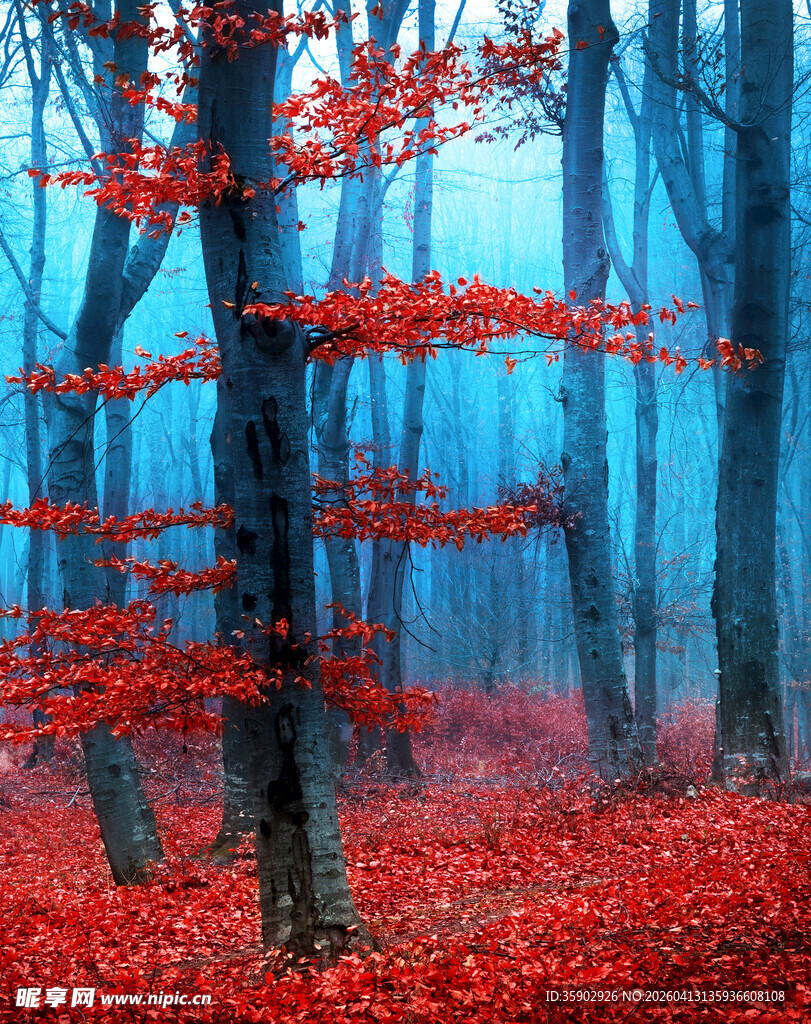 雾中红叶林的梦幻景致