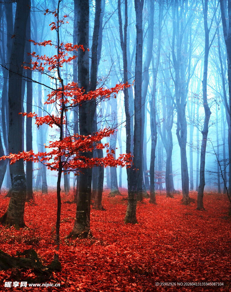 梦幻红枫林景