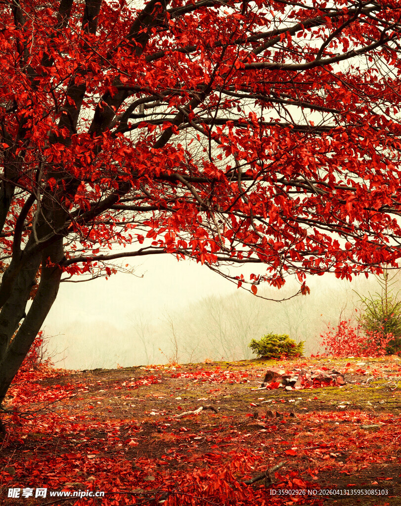 红枫树下的秋日浪漫景象
