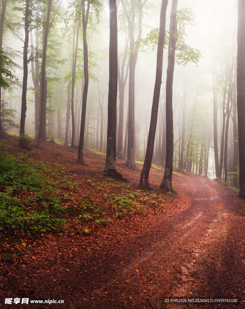 晨雾中的林间红土小路