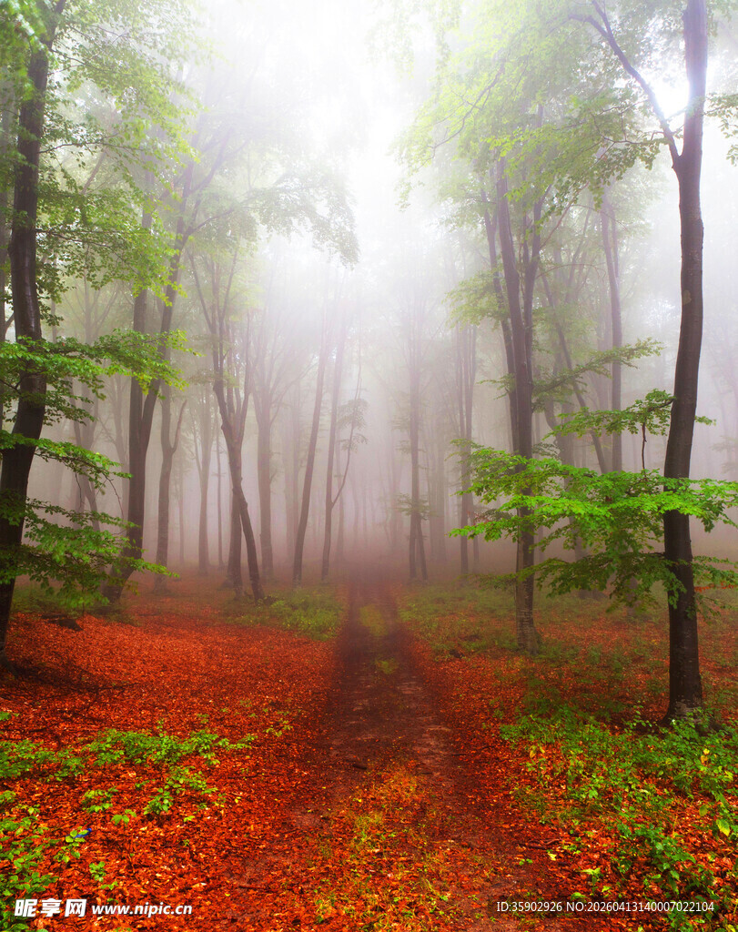 雾中红叶林间小径