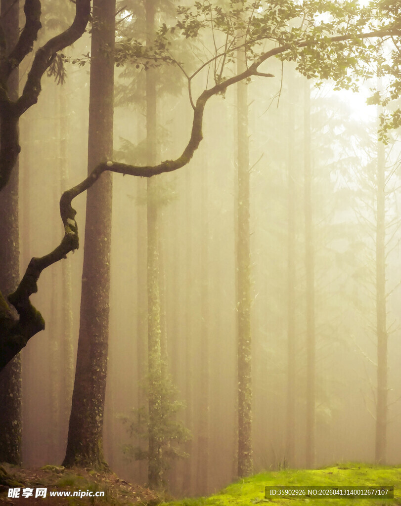 迷雾森林中的奇幻树木