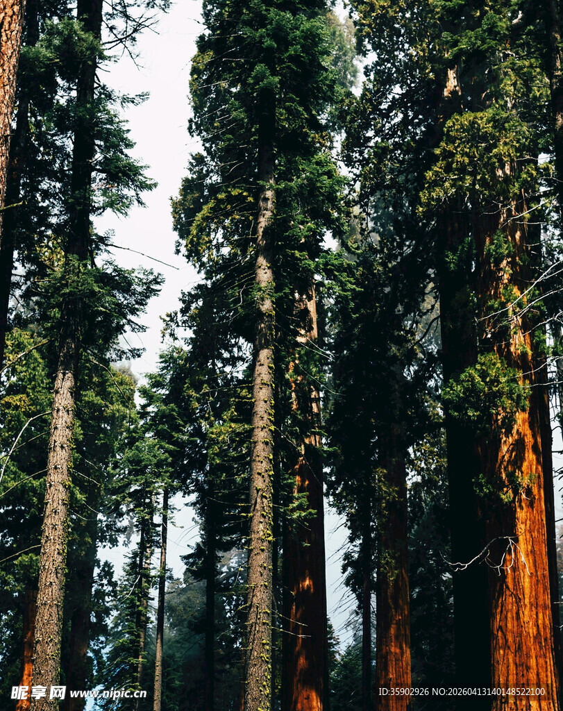高耸入云的壮观红杉树林
