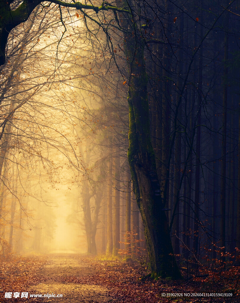 迷雾森林中的梦幻光影