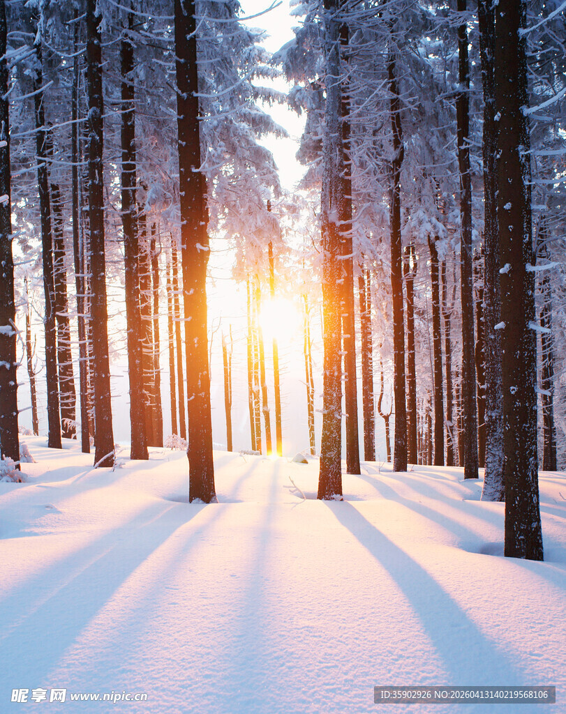 冬日雪林阳光洒落林间
