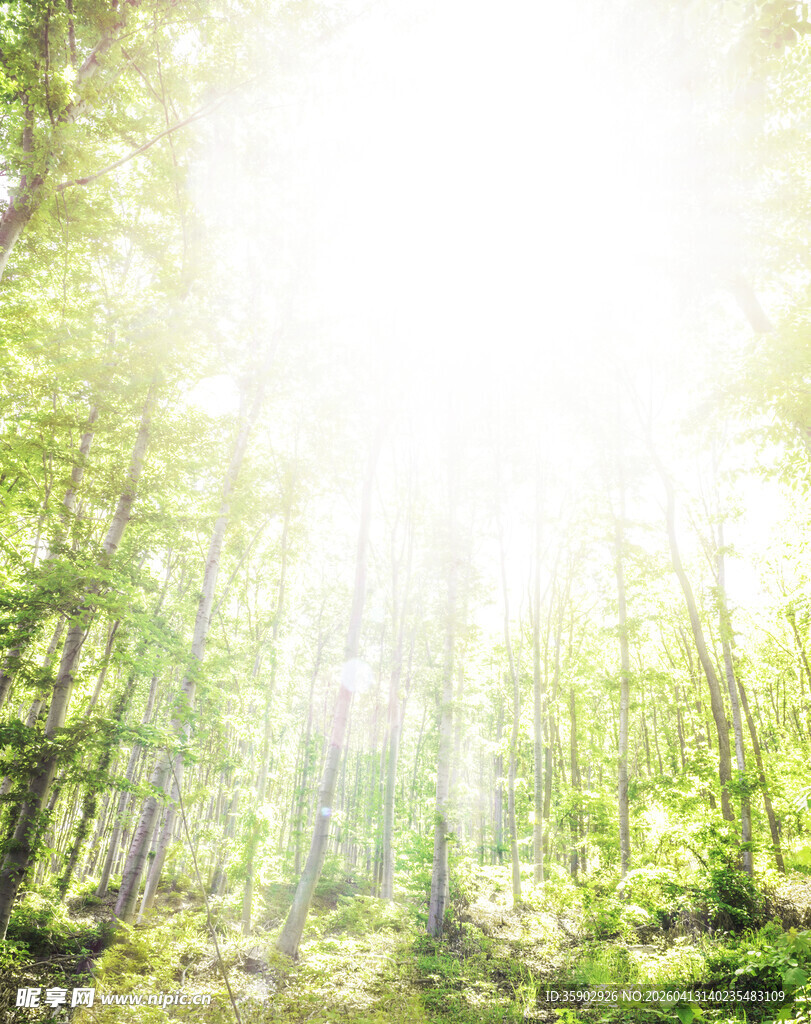 阳光洒落的葱郁森林