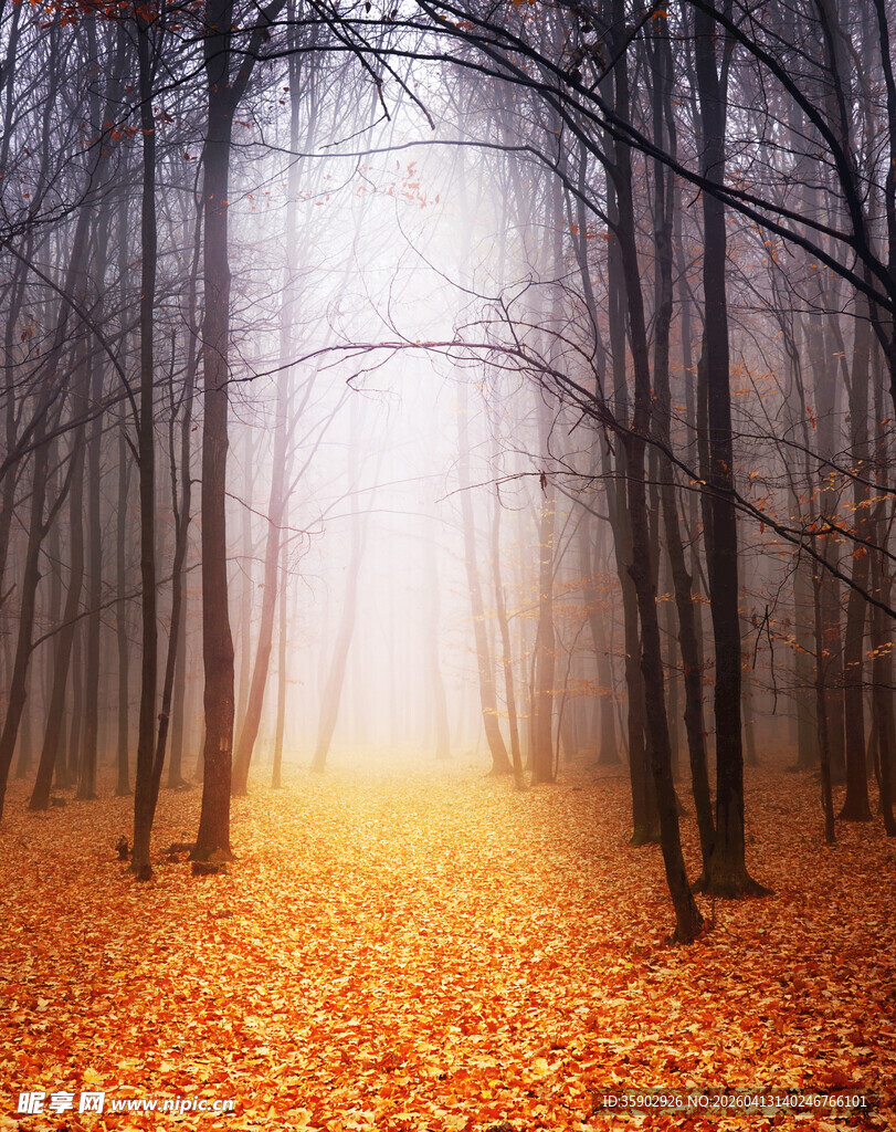 秋日迷雾森林的静谧美景