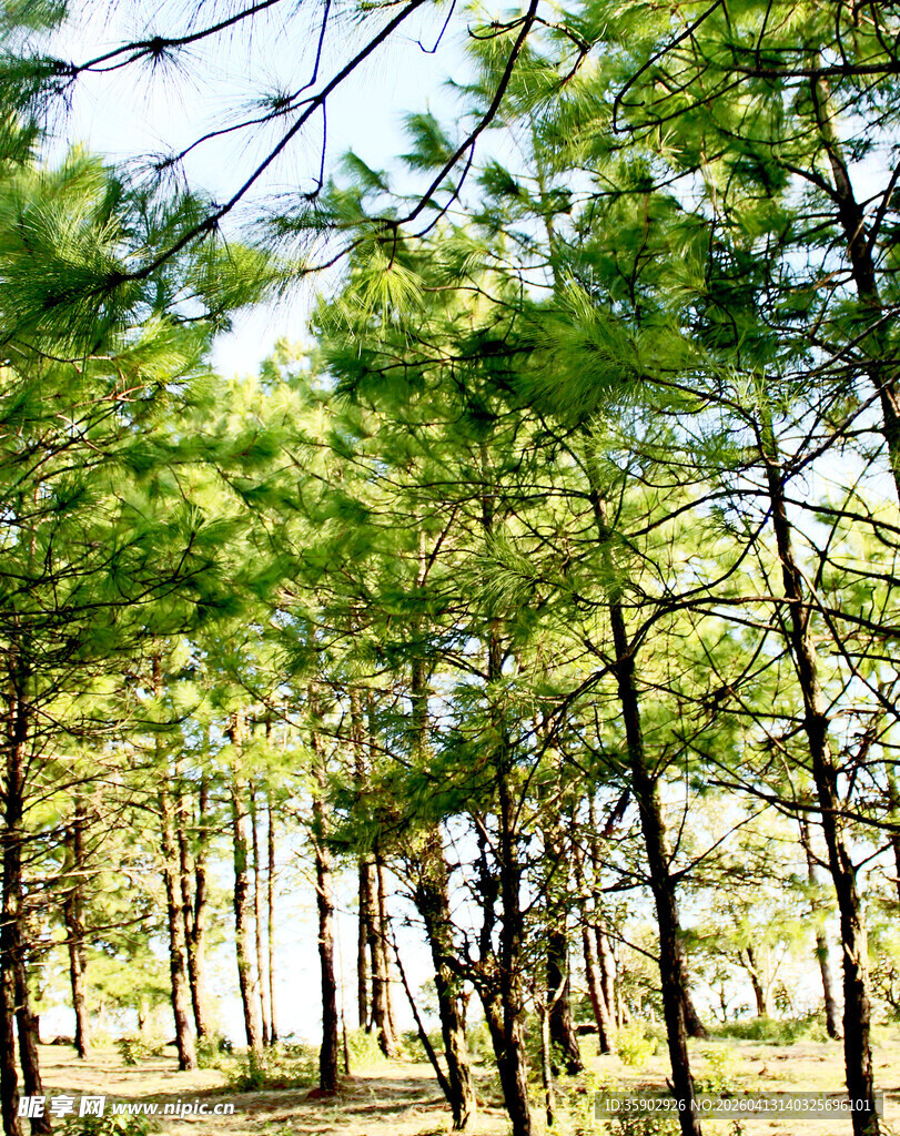翠绿松林阳光洒落林间