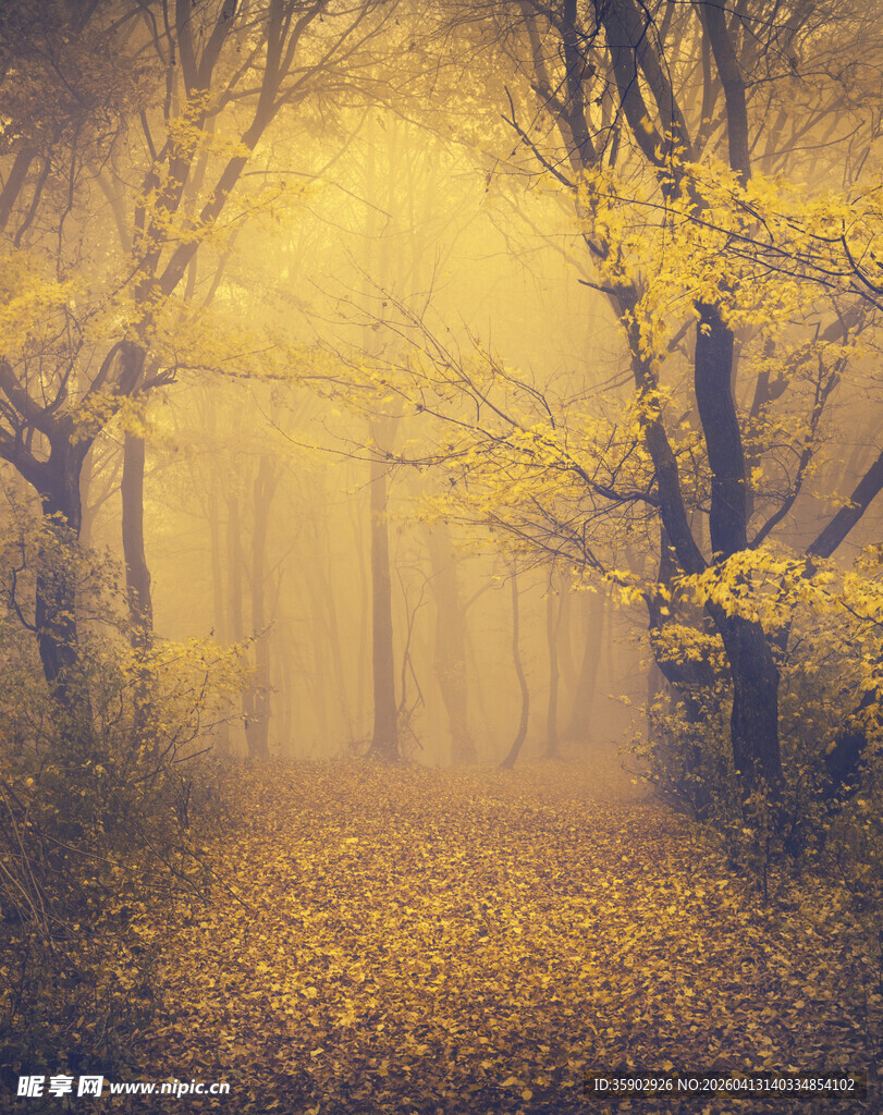 秋日迷雾森林奇幻景象