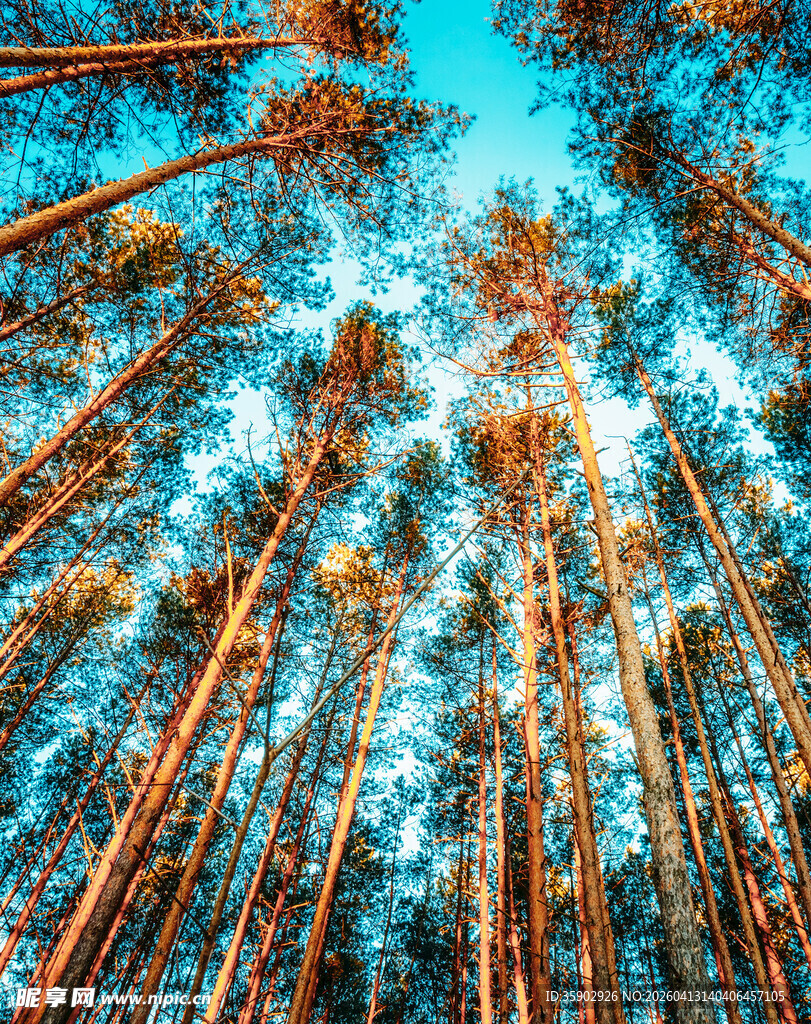 仰视茂密挺拔的松树林