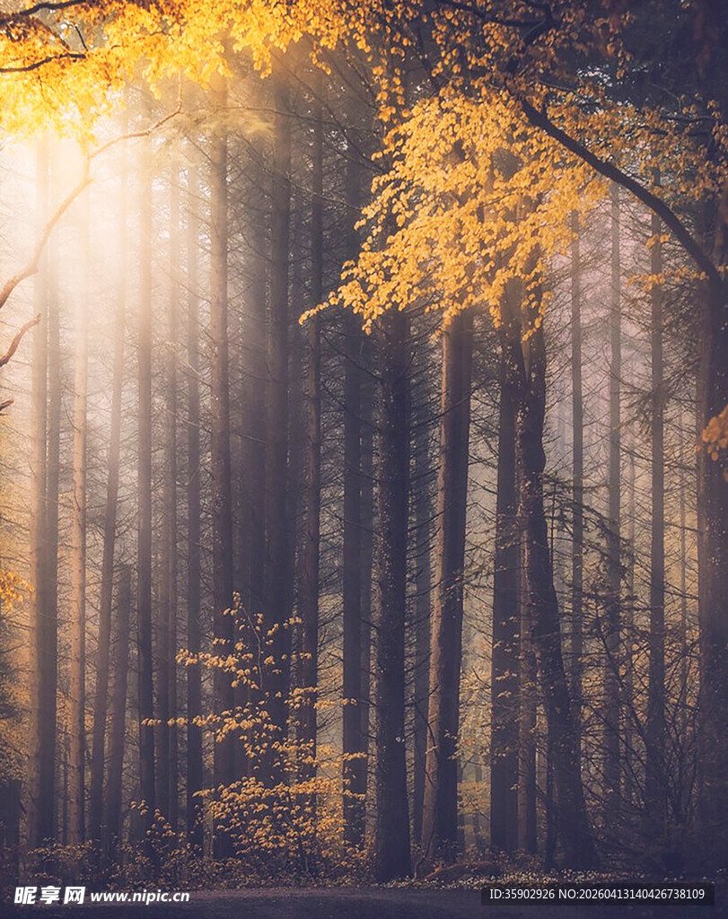 秋日森林洒下金色阳光