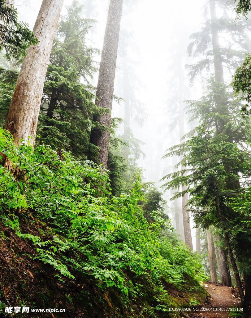 迷雾中的森林绿意小径