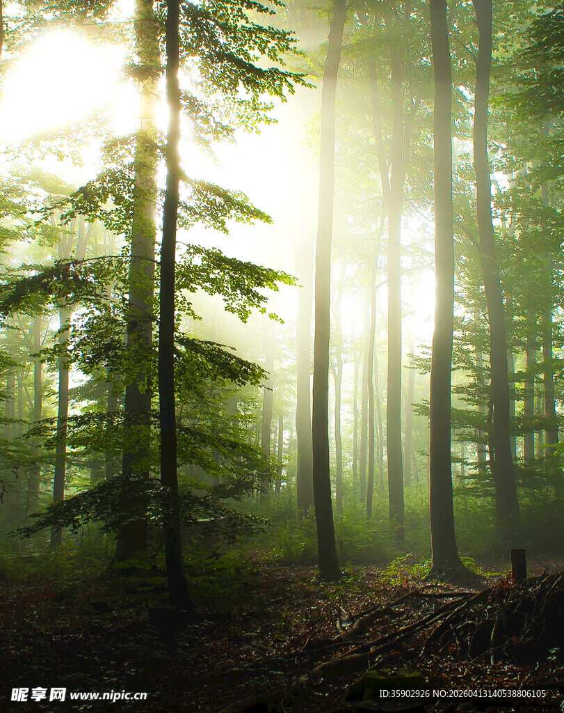 阳光穿透森林的静谧景象