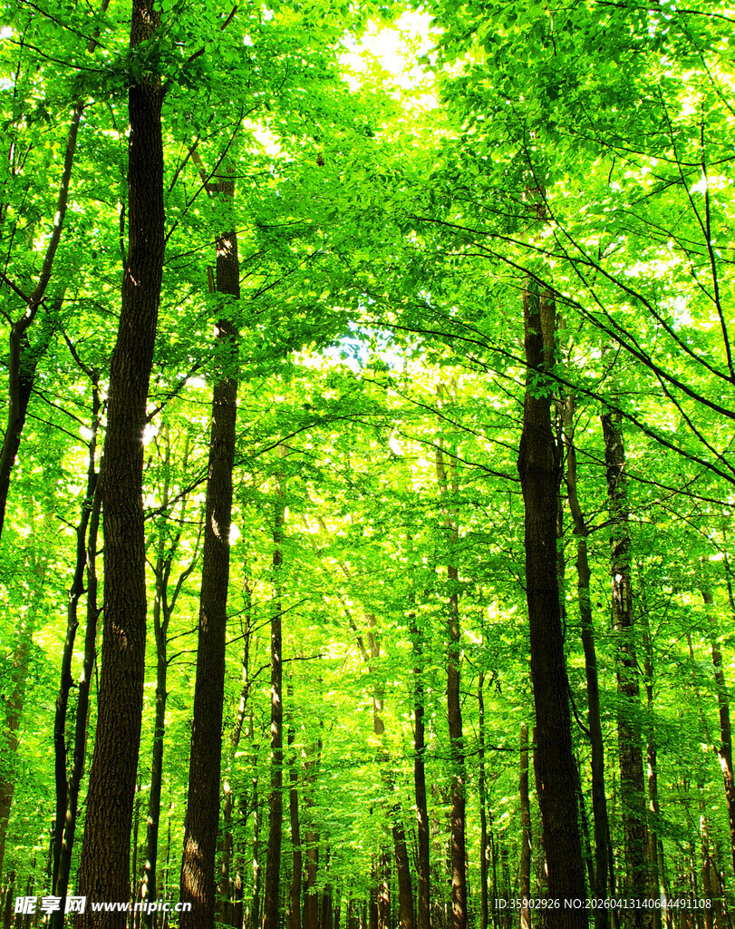 阳光洒落的翠绿森林
