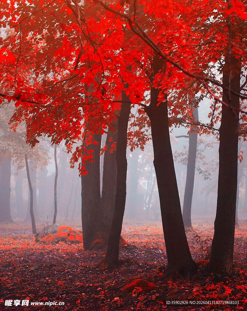 秋日红叶林间梦幻景致