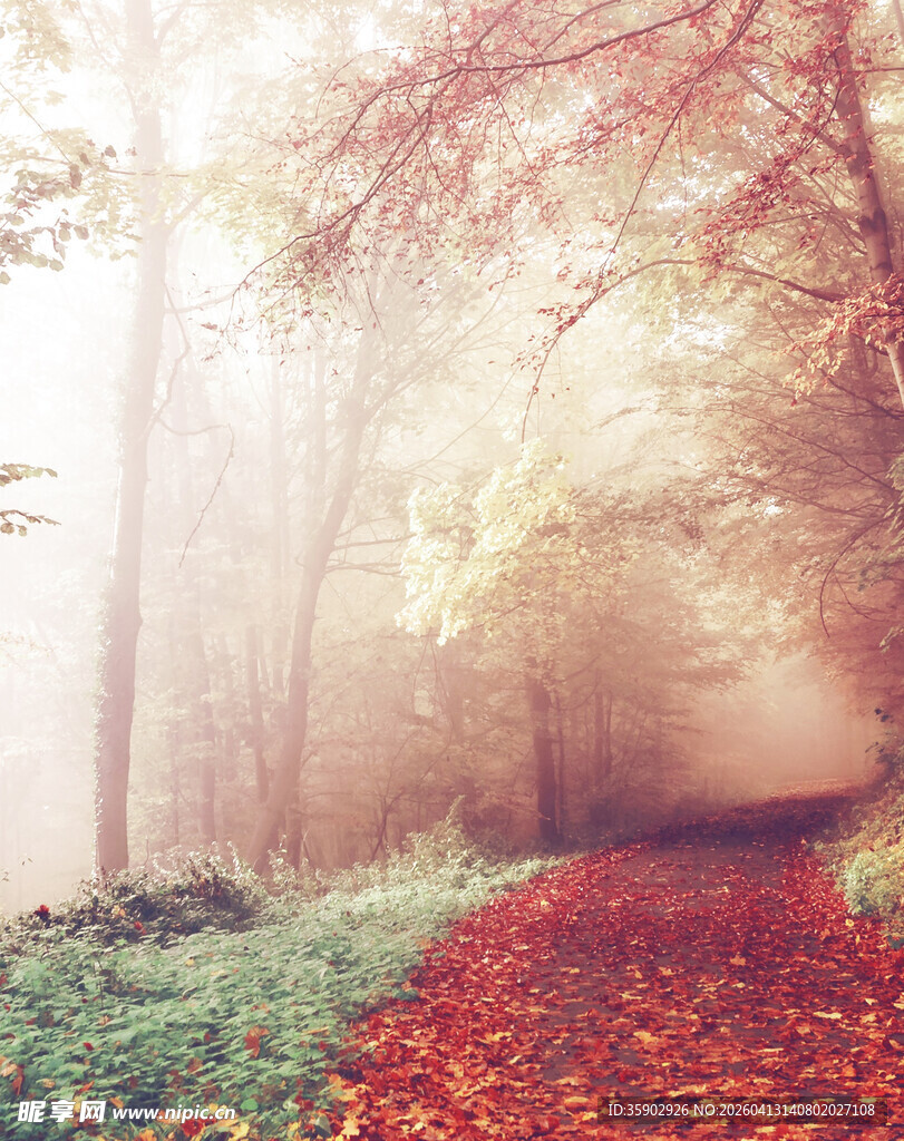 雾中红叶小径的梦幻景致