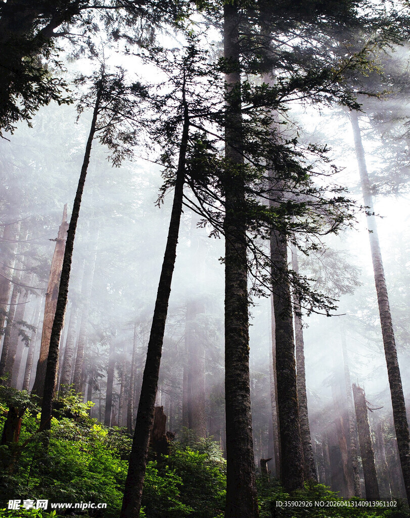雾中森林的静谧之景