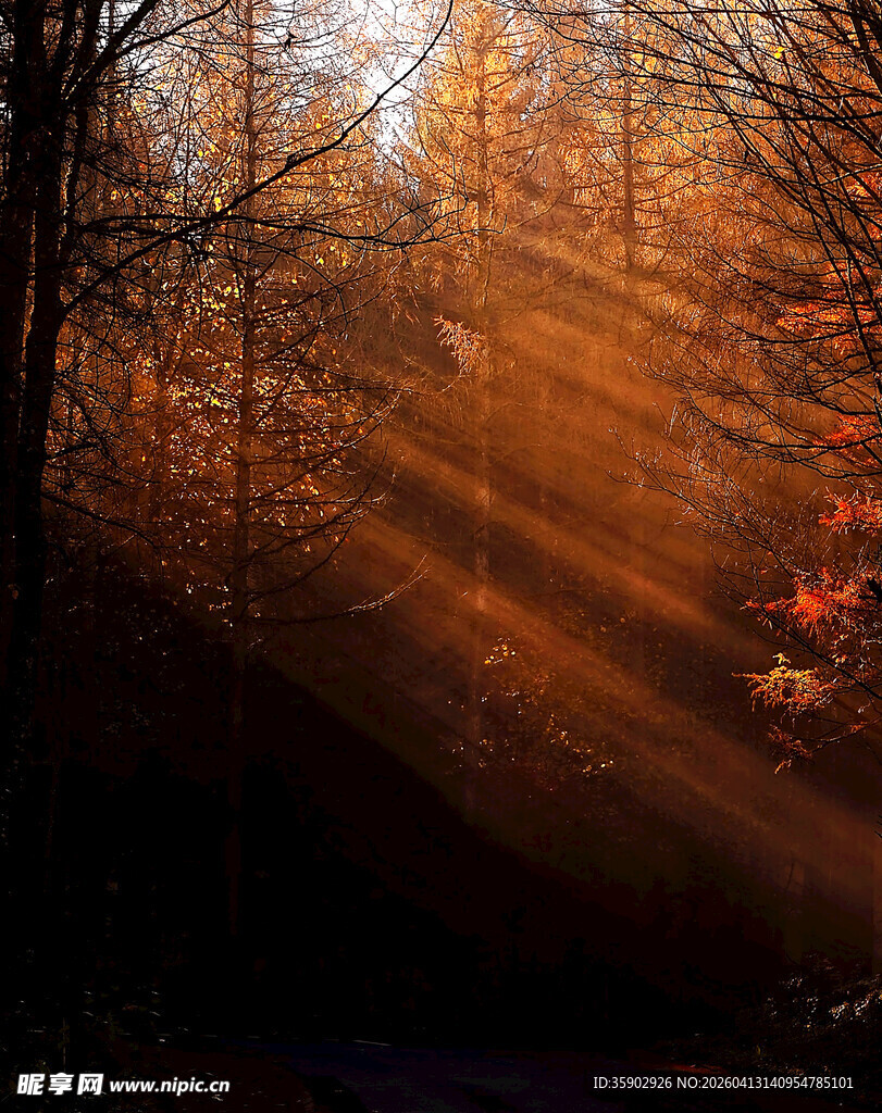 林间阳光洒下的静谧美景