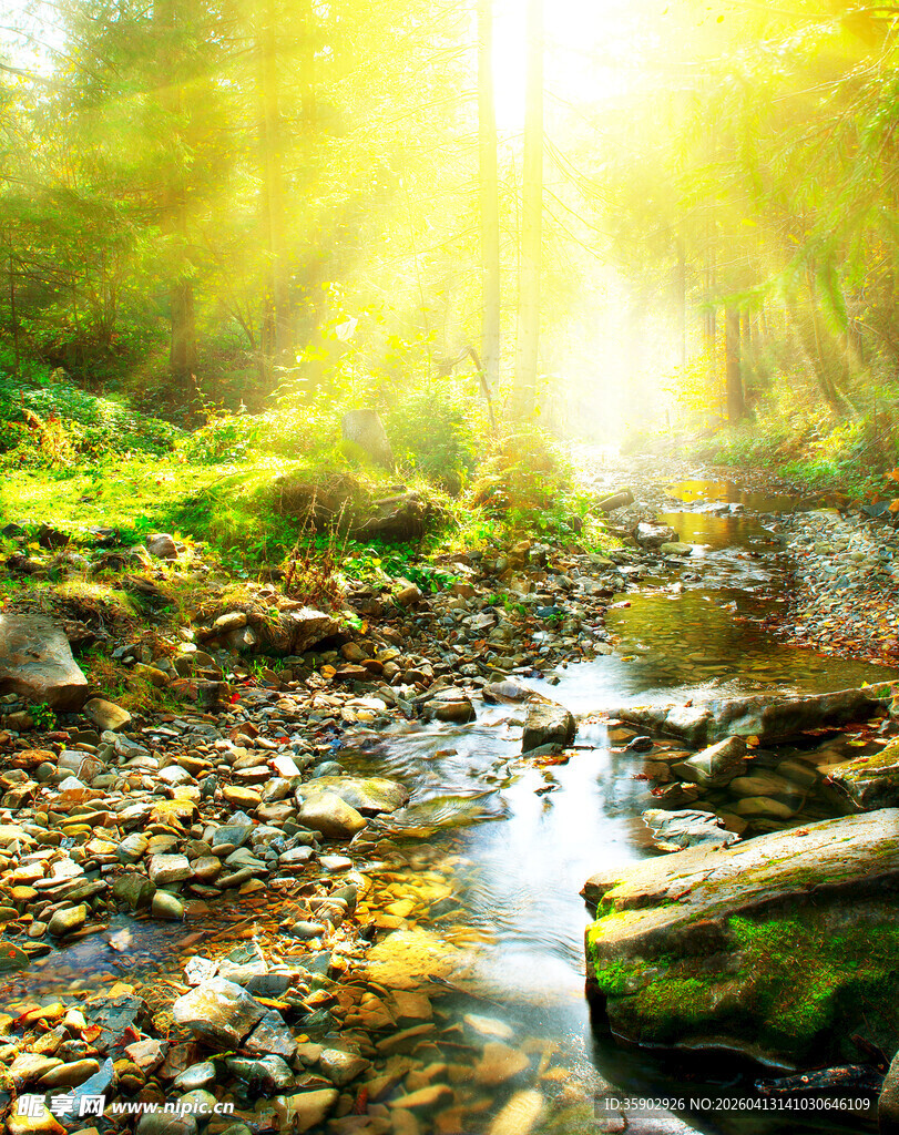 阳光洒落林间溪流