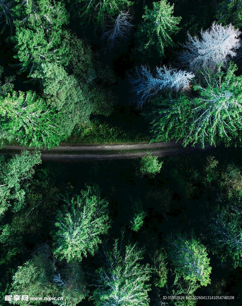 俯瞰森林中的蜿蜒小路