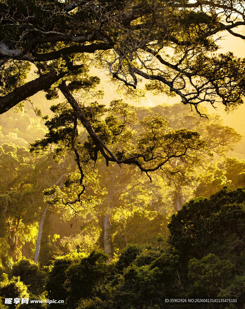 阳光洒落的静谧森林景观