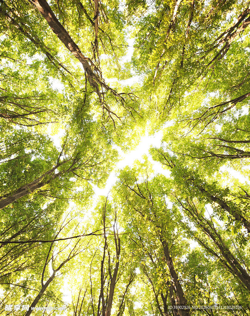 仰观林间阳光洒落美景