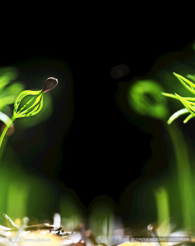 嫩绿幼苗破土而出