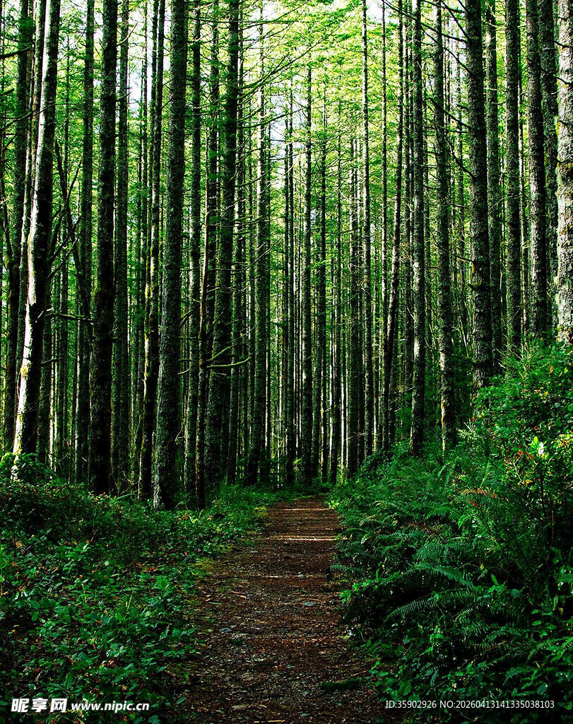林间幽径绿意盎然的森林