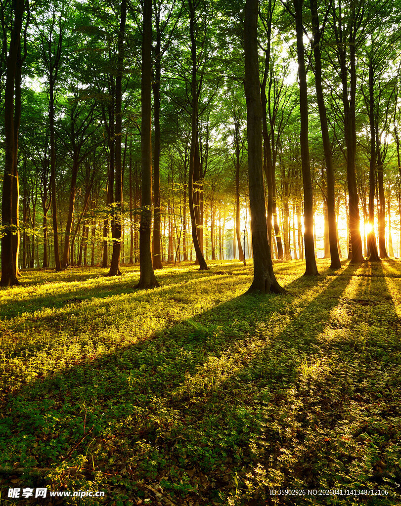 林间晨光洒落的静谧美景
