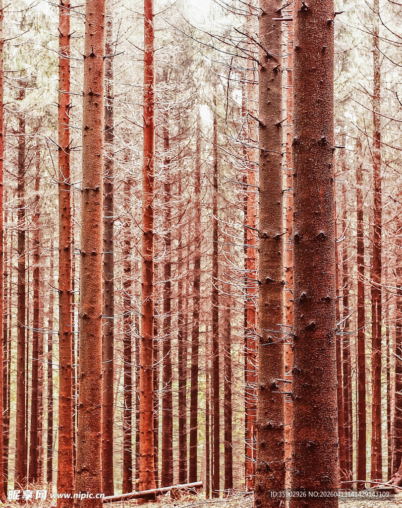 红棕色树林景观