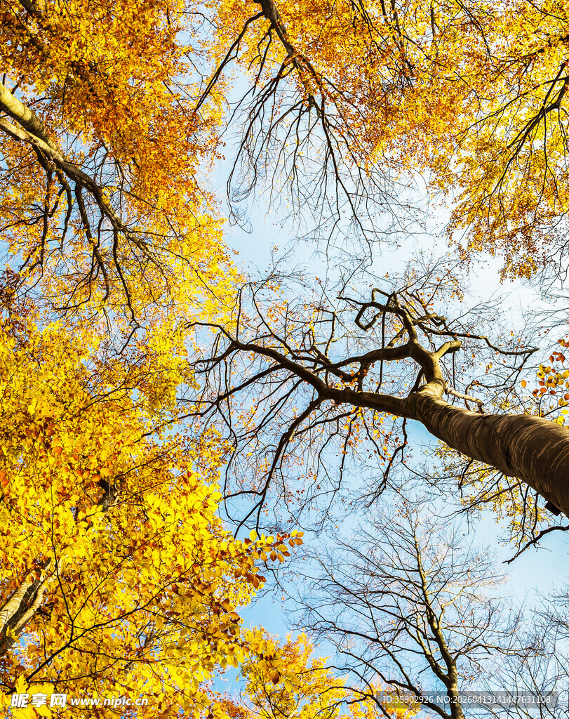 仰望秋日金黄斑斓树冠