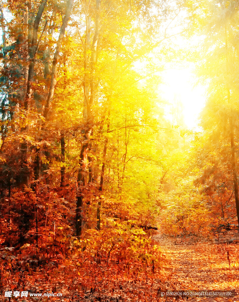 秋日林间阳光洒落美景