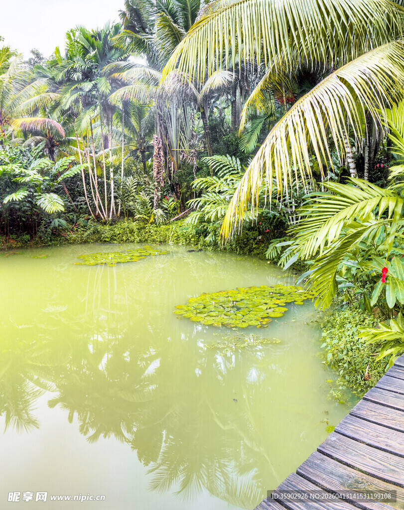 热带风光中的静谧池塘
