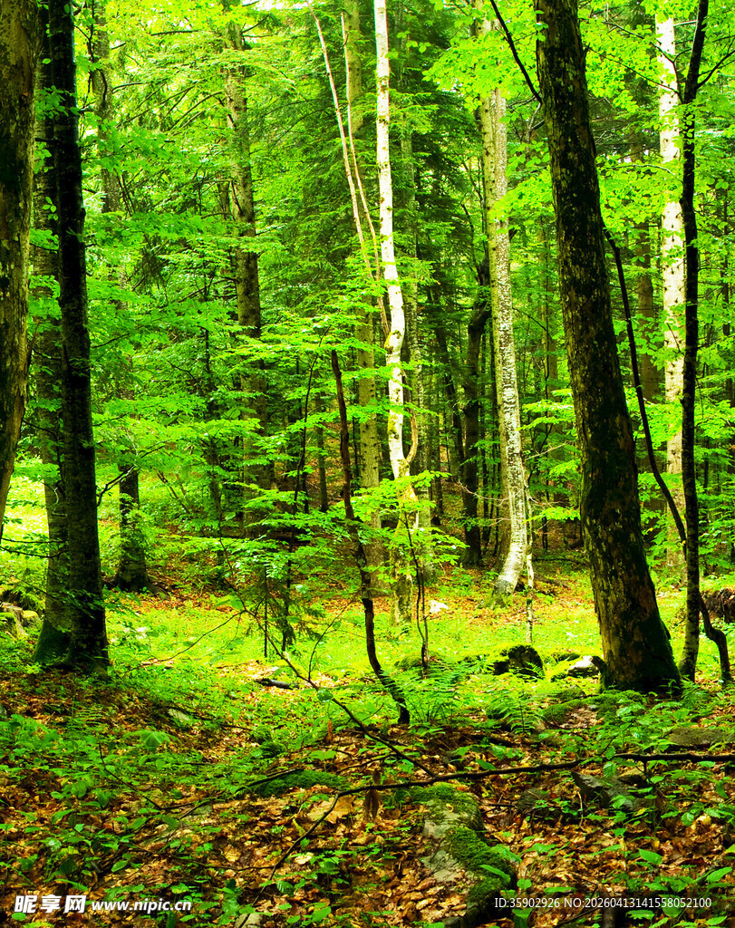 翠绿茂密的森林景象